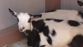 Goat (YokohamaHakkeijima Seaparadise, Kanagawa, Japan) July 14, 2018