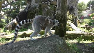Baby Ring-tailed lemur (Izu Shaboten Zoo, Shizuoka, Japan) April 22, 2018