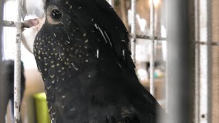 アカオクロオウム (めっちゃおもろい動物園) 2021年10月7日