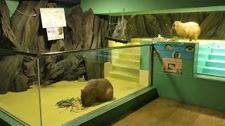 Capybara (Takeshima Aquarium, Aichi, Japan) January 23, 2019
