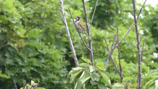 Tree Sparrow (Yagishiri island, Hokkaido, Hokkaido, Japan) June 21, 2019