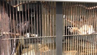 シロテテナガザル の『福ちゃん』と『金太郎』 (福知山市動物園) 2019年3月29日