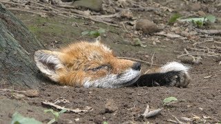 Ezo red fox (Zao Fox Village, Miyagi, Japan) August 13, 2019