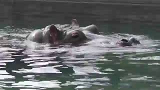 Hippopotamus (TOBE ZOOLOGICAL PARK OF EHIME PREF., Ehime, Japan) March 25, 2018