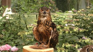 Eurasian eagle-owl (Kamo Garden, Shizuoka, Japan) July 1, 2018
