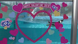 泳ぐフンボルトペンギンとバレンタイン (埼玉県こども動物自然公園) 2018年2月3日