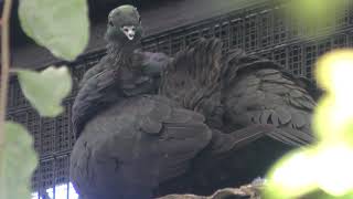 Black wood pigeon (Inokashira Park Zoo, Tokyo, Japan) September 9, 2018