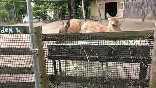 Hokkaido Sika Deer (Sapporo Maruyama Zoo, Hokkaido, Japan) June 13, 2019