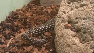 Sudan plated lizard (Higashiyama Zoo and Botanical Gardens, Aichi, Japan) July 22, 2021