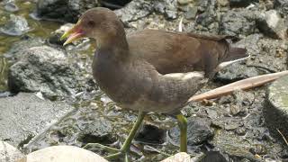 バン の若鳥 (神戸どうぶつ王国) 2022年10月21日