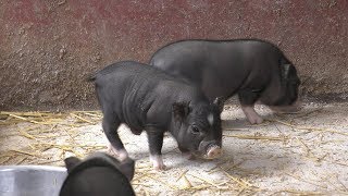 Miniature pig (HEIDI Farm, Hokkaido, Japan) June 18, 2019