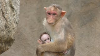 Baby Bonnet macaque (Tokiwa Zoo, Yamaguchi, Japan) May 19, 2018