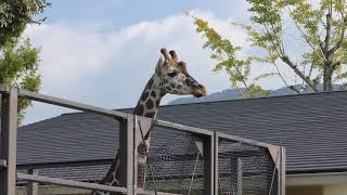 Giraffe (Kyoto City Zoo, Kyoto, Japan) November 5, 2017