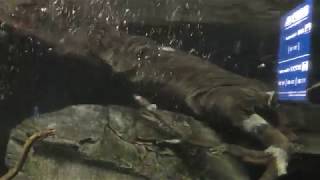 水中で遊ぶ3匹のコツメカワウソ (海遊館) 2017年11月4日