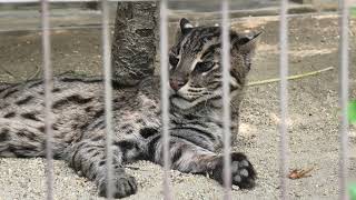 Fishing Cat (Higashiyama Zoo and Botanical Gardens, Aichi, Japan) July 22, 2021