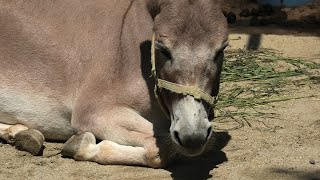 Donkey (Kyoto City Zoo, Kyoto, Japan) September 1, 2020