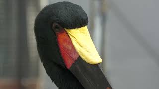 クラハシコウ (掛川花鳥園) 2022年7月30日