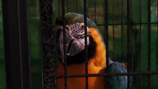 ルリコンゴウインコ (DMMかりゆし水族館) 2023年7月29日