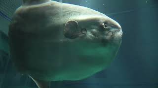 Ocean sunfish (Osaka Aquarium KAIYUKAN, Osaka, Japan) October 1, 2021
