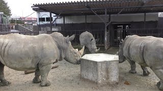 Three Southern white rhinoceros (Nasu SafariPark, Tochigi, Japan) December 7, 2018