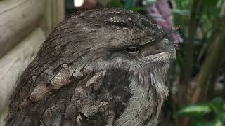 Tawny Frogmouth (KOBE ANIMAL KINGDOM, Hyogo, Japan) October 24, 2021