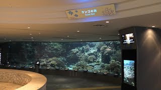 サンゴの海 (沖縄美ら海水族館) 2019年5月10日