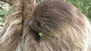 Linnaeus's two-toed sloth (KOBE ANIMAL KINGDOM, Hyogo, Japan) July 25, 2019