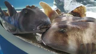 Japanese bullhead shark & Whitespotted bambooshark | The Fluctuation of Life (átoa, Hyogo, Japan) October 30, 2021