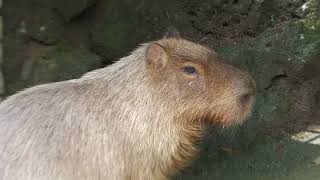 カピバラ (三島市立公園楽寿園) 2022年7月31日