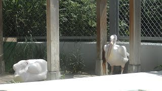 White Pelican (Otaru Aquarium, Hokkaido, Japan) June 14, 2019