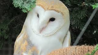 Barn Owl (Toyohashi Zoo and Botanical Park, Aichi, Japan) January 1, 1970