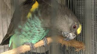 ムラクモインコ　Meyer's parrot
