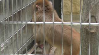 Japanese macaque (Kagoshima City Hirakawa Zoological Park, Kagoshima, Japan) July 29, 2018