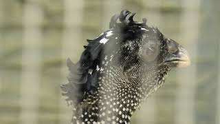 Great Curassow (Higashiyama Zoo and Botanical Gardens, Aichi, Japan) July 22, 2021