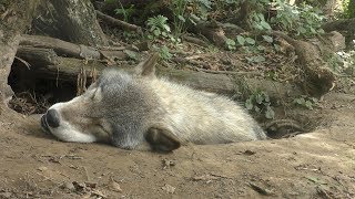 Eastern wolf (Toyama Municipal Family Park Zoo, Toyama, Japan) August 15, 2019