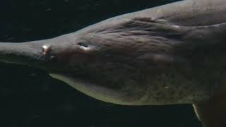 ヘラチョウザメ (神戸市立 須磨海浜水族園) 2023年5月31日