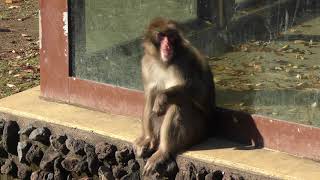 ホンドザル　Japanese macaque (fuscata)