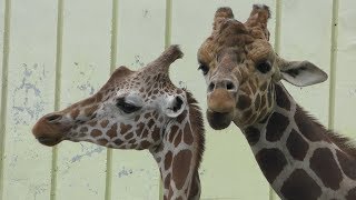 Reticulated giraffe (Kushiro City Zoo, Hokkaido, Japan) July 4, 2019
