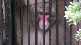 Japanese macaque (Fukuchiyama City Zoo, Kyoto, Japan) November 24, 2019