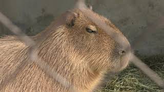 Capybara (Okazaki City Higashi Park and Zoo, Aichi, Japan) January 23, 2019