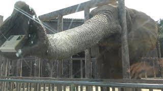 African elephant (TOHOKU SAFARI PARK, Fukushima, Japan) August 4, 2019