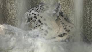 Snow leopard (Oji Zoo, Hyogo, Japan) May 24, 2019