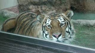 Siberian tiger (Oji Zoo, Hyogo, Japan) August 11, 2023
