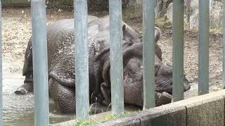 インドサイ (東山動植物園) 2023年6月25日