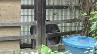 Pig (Zukeran Poultry farm Mini Mini Zoo, Okinawa, Japan) May 12, 2019