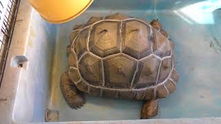 Aldabra giant tortoise (Kasumigaura City Aquarium, Ibaraki, Japan) December 2, 2017