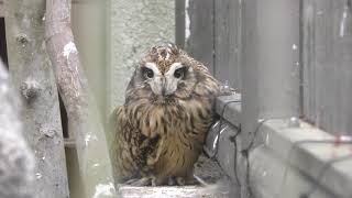 Short-eared Owl (Fukuoka Municipal Zoo and Botanical Garden, Fukuoka, Japan) April 23, 2019