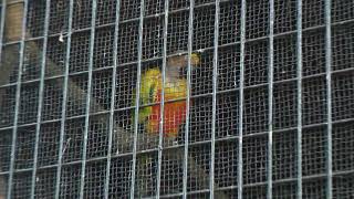 コガネメキシコインコ (三島市立公園楽寿園) 2022年7月31日