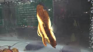 ナンヨウツバメウオ の幼魚 (むろと廃校水族館) 2019年12月20日
