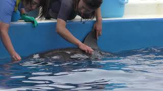 Dolphin Feeding guide (Okinawa Commemorative National Government Park, Okinawa, Japan) May 10, 2019